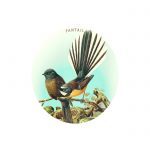 Fantail Prestige Coaster