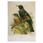 Tui Prestige Tea Towel