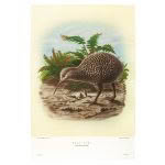 Kiwi Prestige Tea Towel